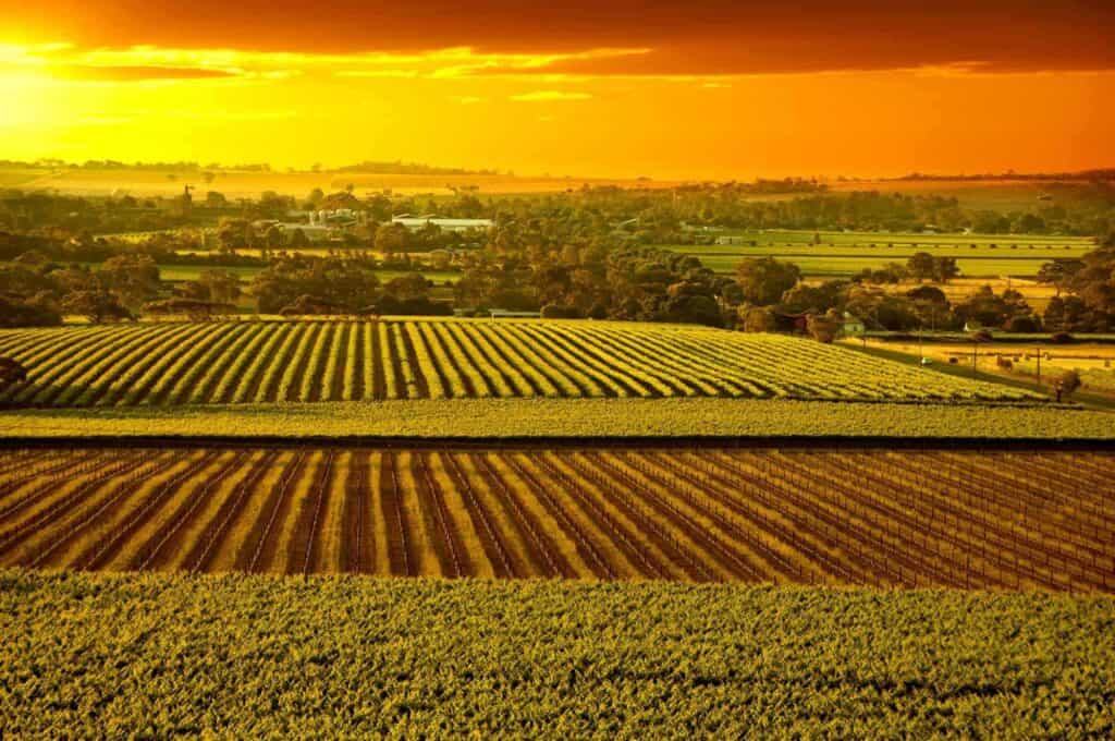 Vin Appellationer i Den Nye Verden — Barossa Valley