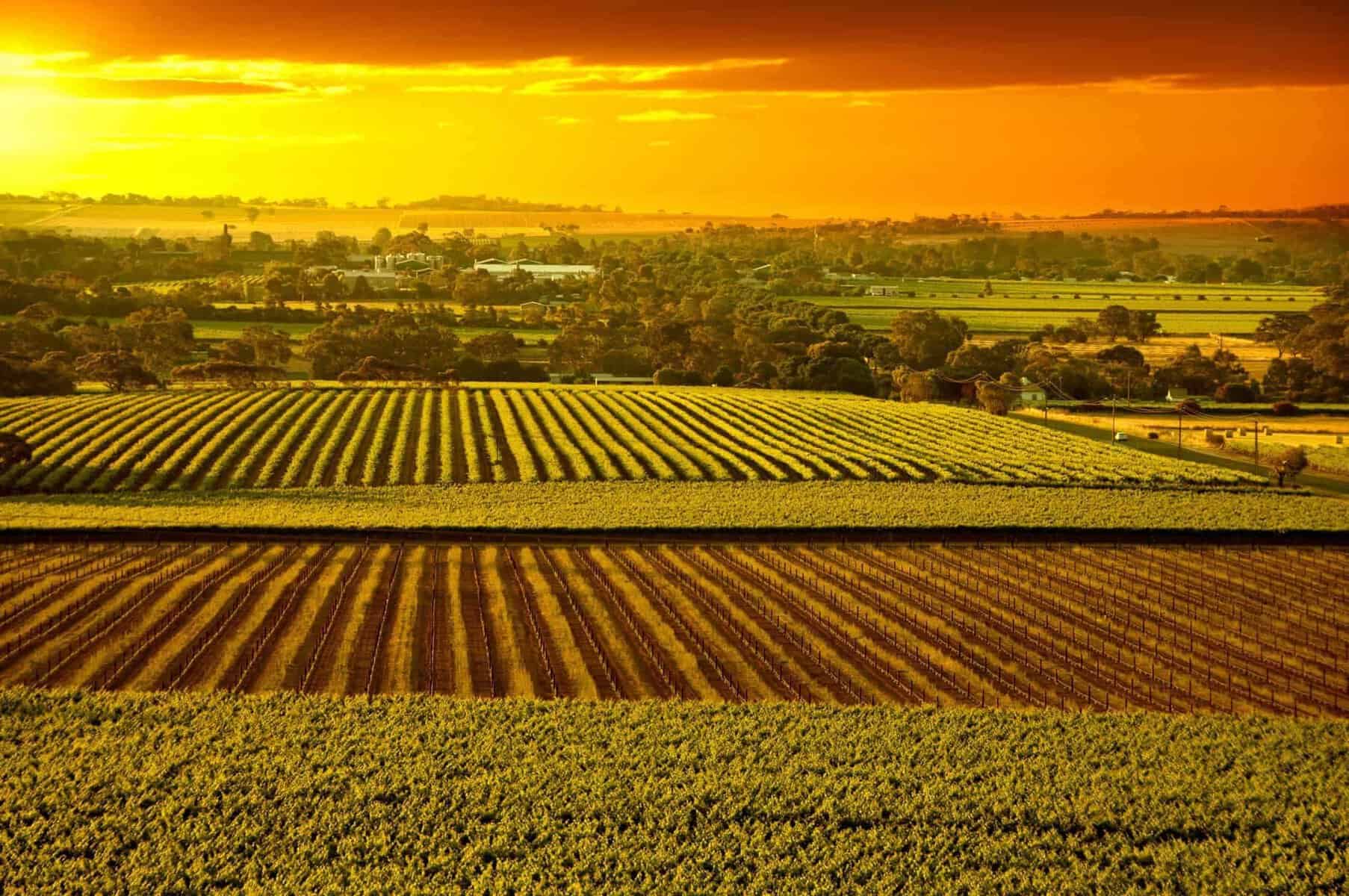 Australske vindistrikter. Barossa Valley vineyards South Australia