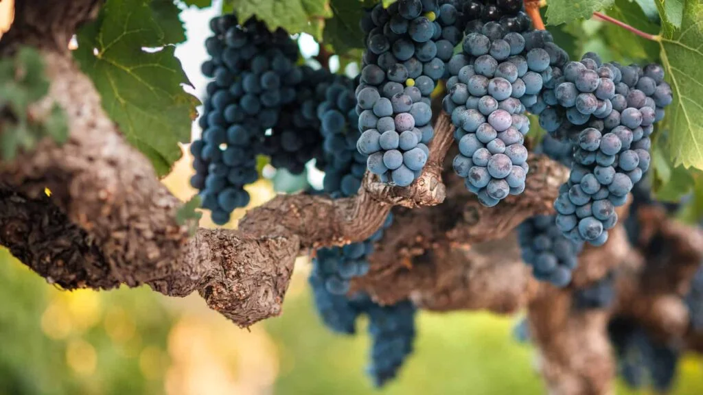 Cabernet Sauvignon