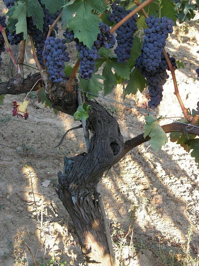 Tempranillo druen