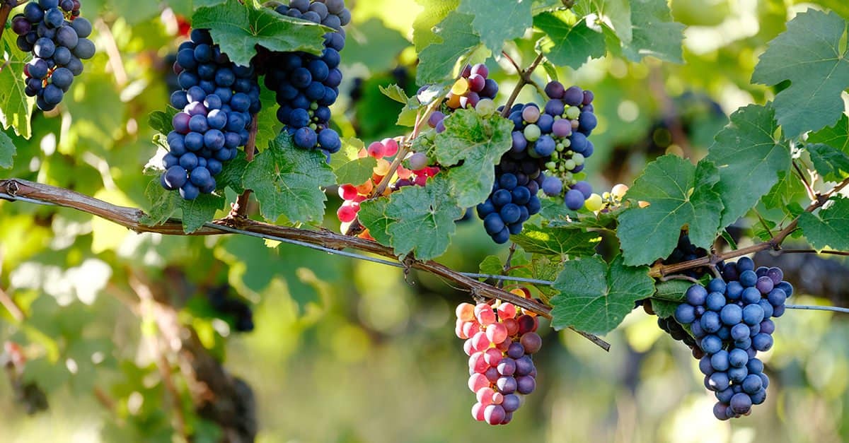 Klase af Pinot Noir-druer med tynd, mørk skal