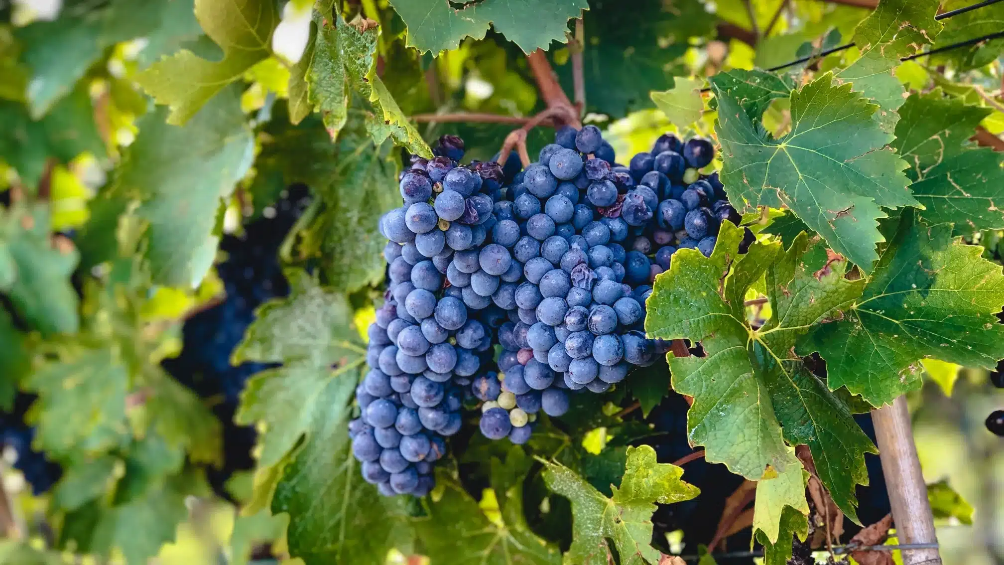 sangiovese