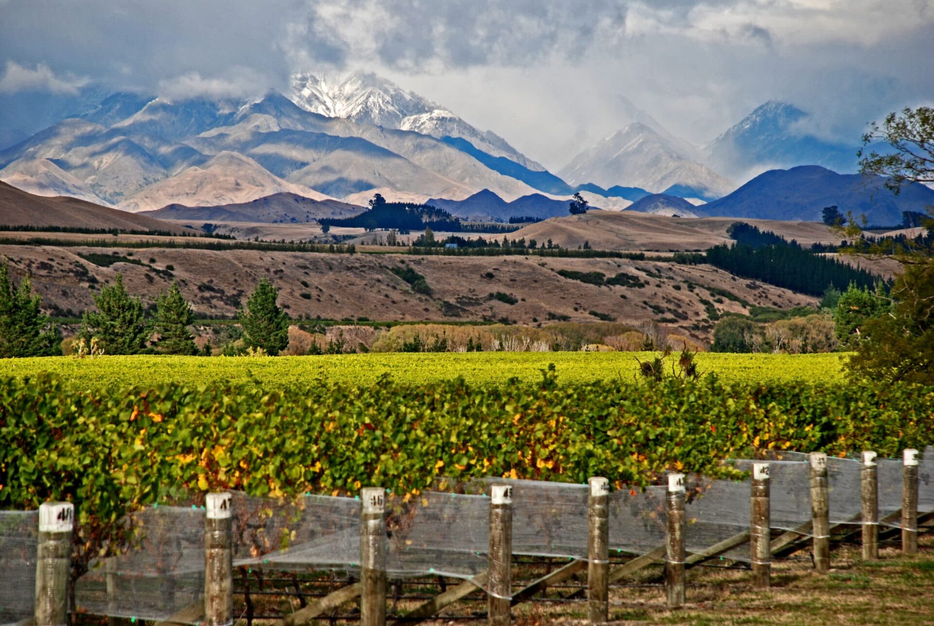 Vine fra New Zealand