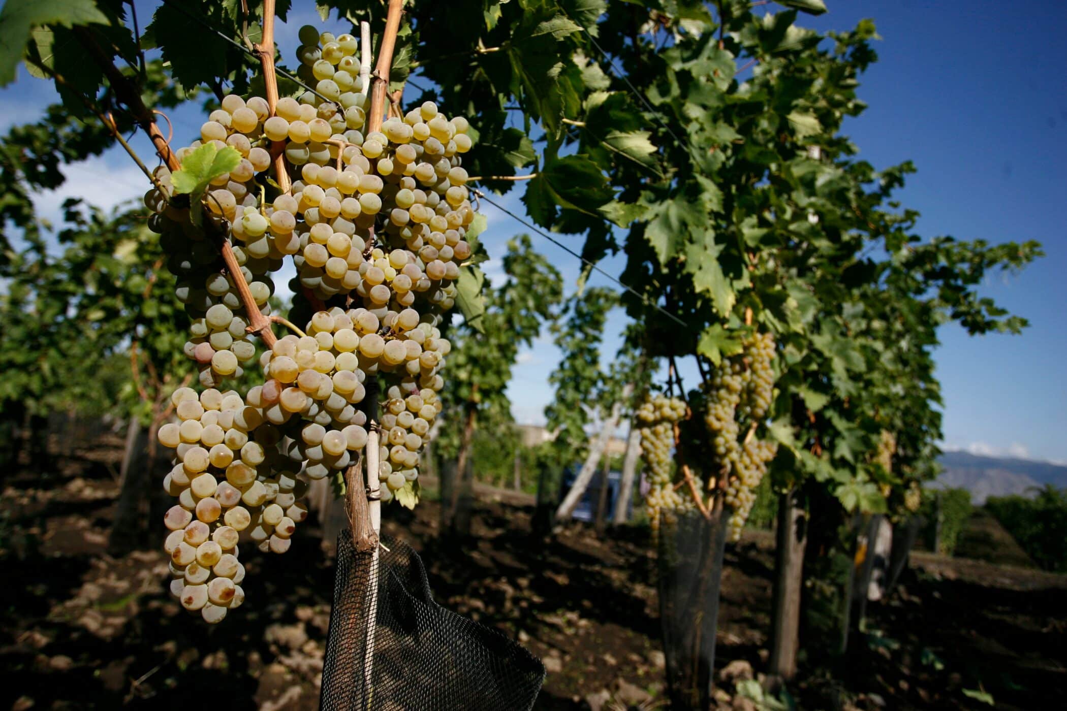 Carricante top Sicilian wine grape