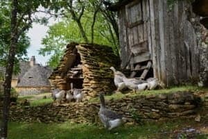 Grey foie gras geese walking to their goose house on a traditional goose farm near Sarlat, Perigord, Dordogne region, France.