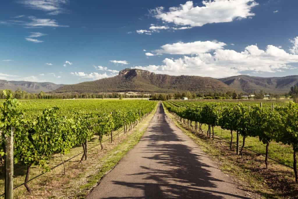 Semillon også i berømte Hunter Valley vineyards