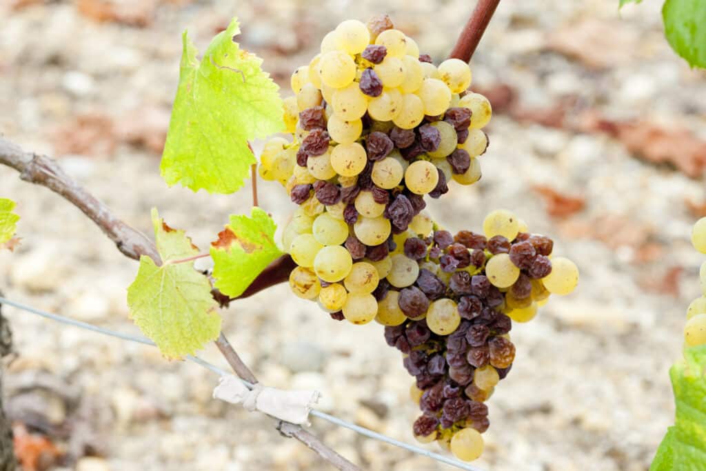 Semillon, white grape in Sauternes Region, Aquitaine, France
