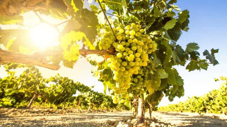 semillon er en utrolig vigtig drue