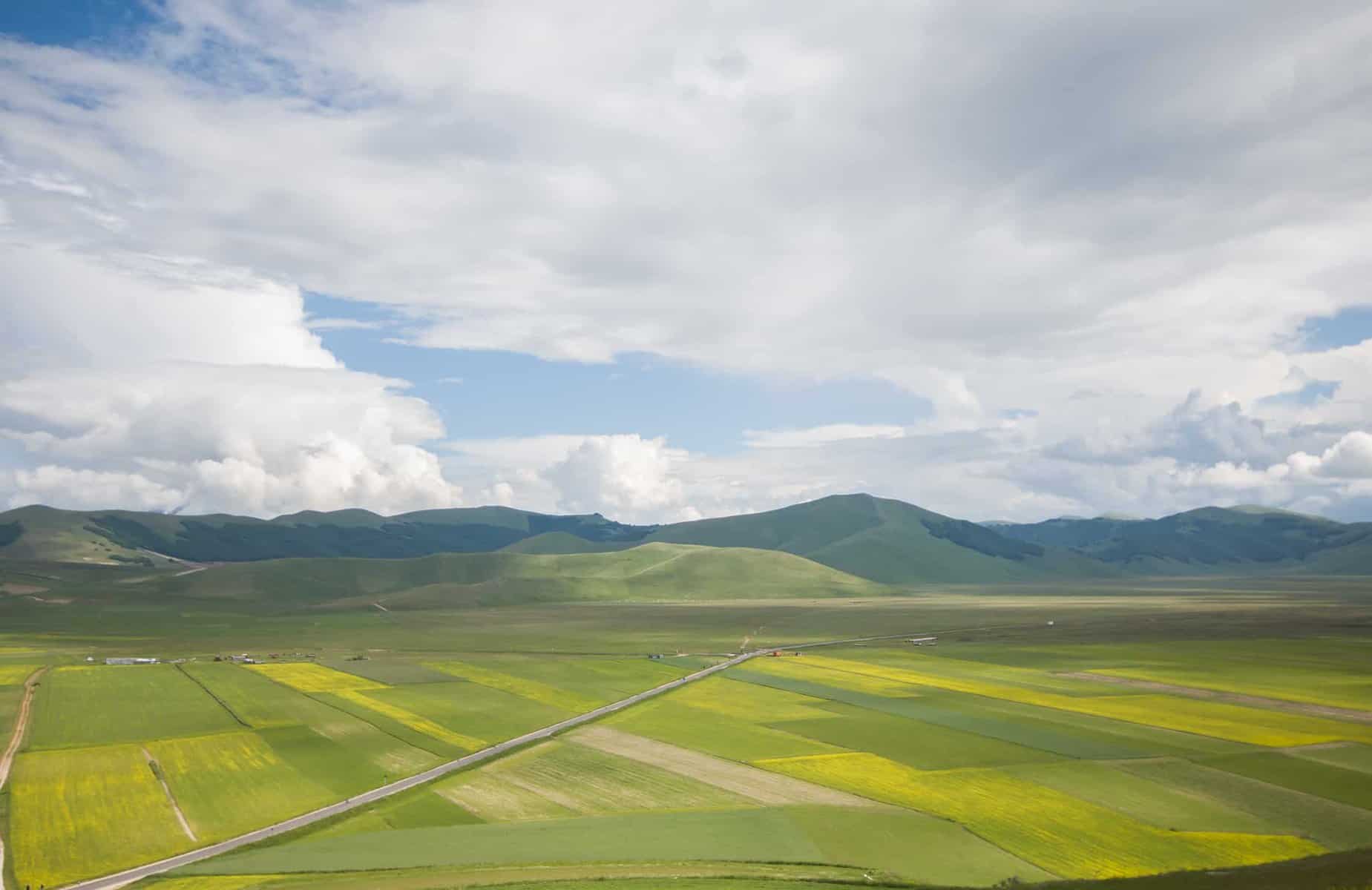 Marker på Pian Grande ved Castelluccio i Umbrien i juni