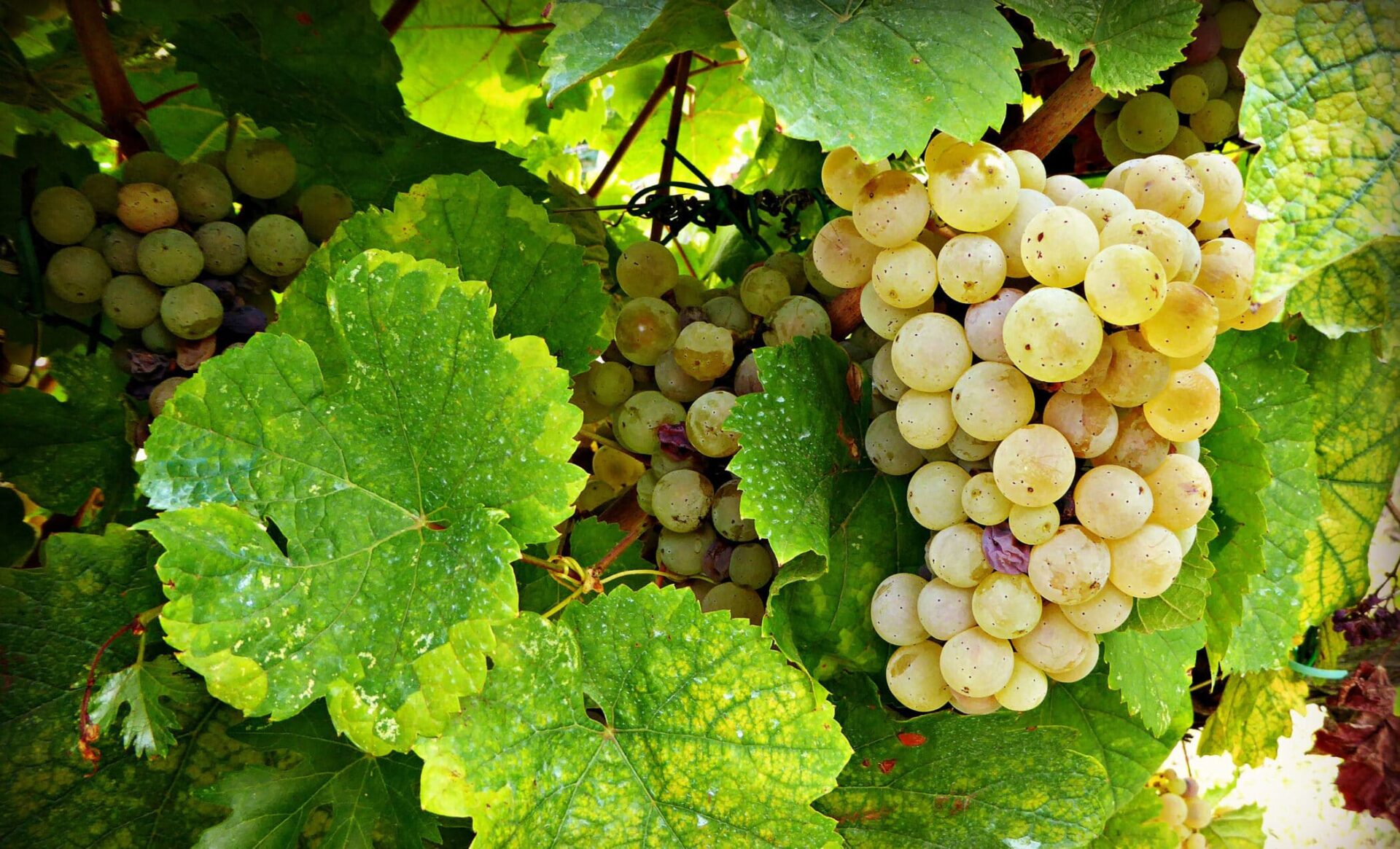 Winetalk. Malvasia-grapes