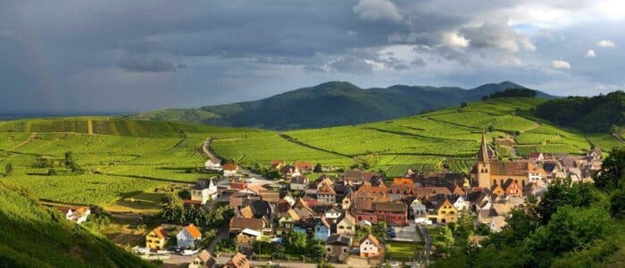 Vinhøsten i Frankrig 2025, her Alsace
