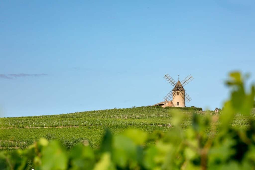 Vine fra Beaujolais er fransk elegance