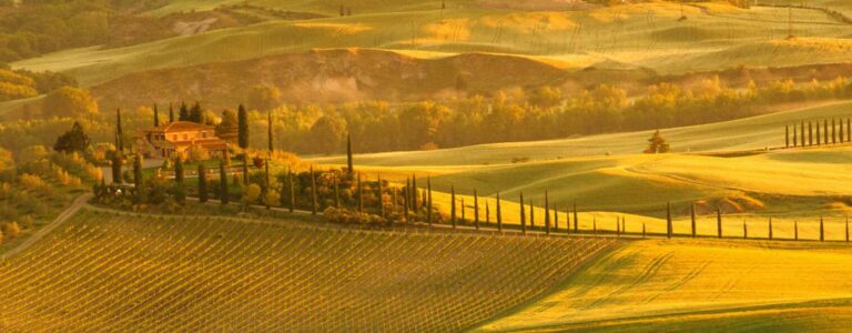 Bolgheri. Tenuta-Guado-al-Tasso-Vermentino