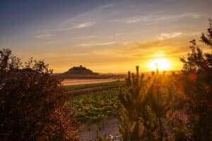 Dusk falling over the vineyards at the Ribera del Duero 2025 høsten