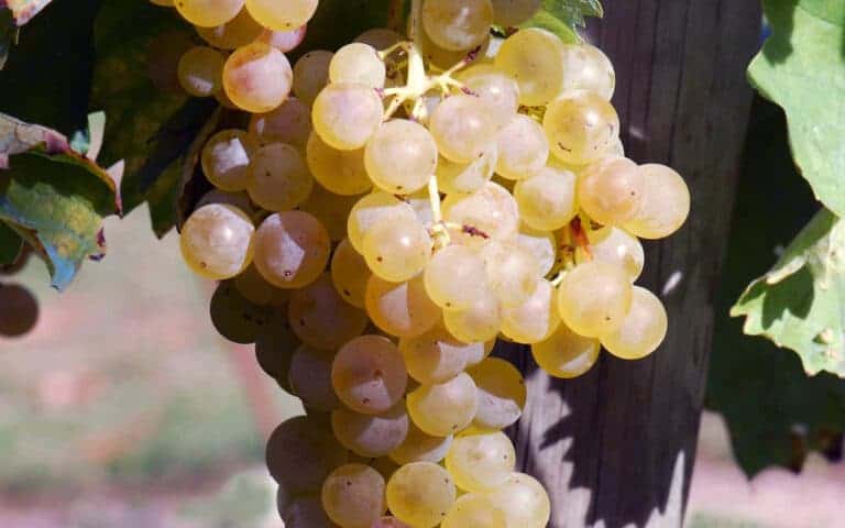 Trebbiano druen her fra Toscana og Umbrien