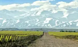 vine fra argentina