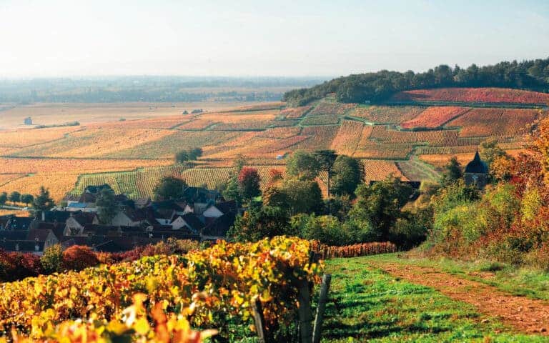 Vinhøst i Frankrig 2025. Bourgogne høsten er klar