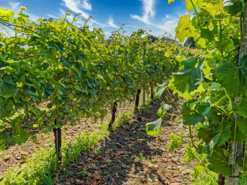 Dansk vin er på vej frem