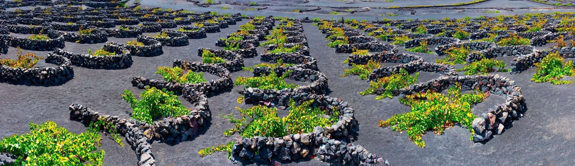 Scenic landscape with volcanic vineyards. Lanzarote. Canary Islands. Spain