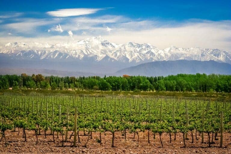 Malbec og Mendoza