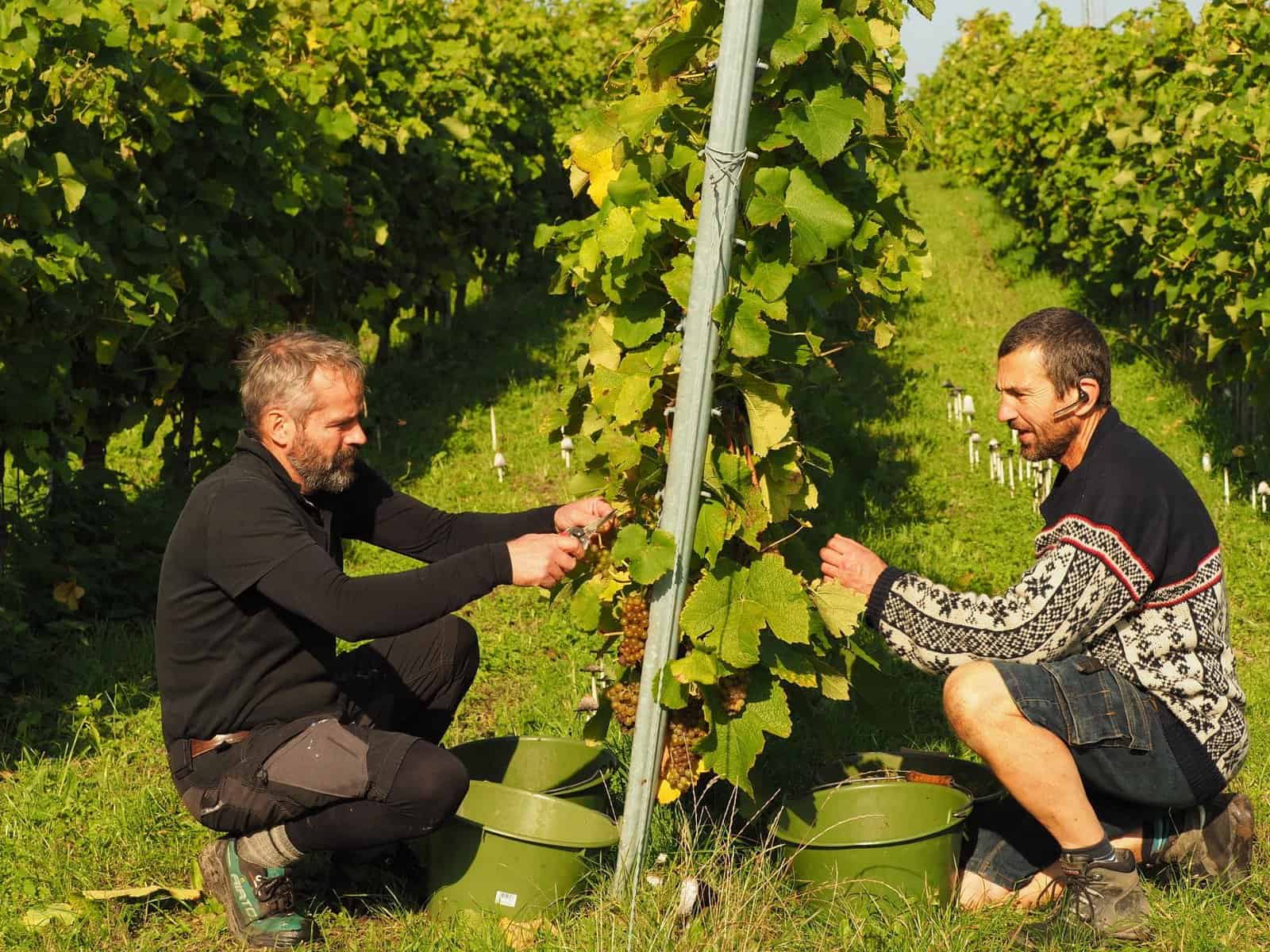 Ørnberg vine, Dansk vin