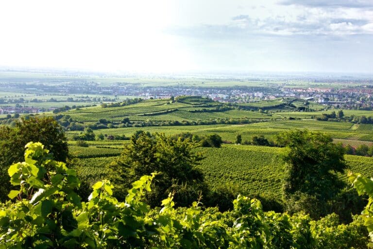 Pfalz i Tyskland stor vinproduktion nær Frankrig