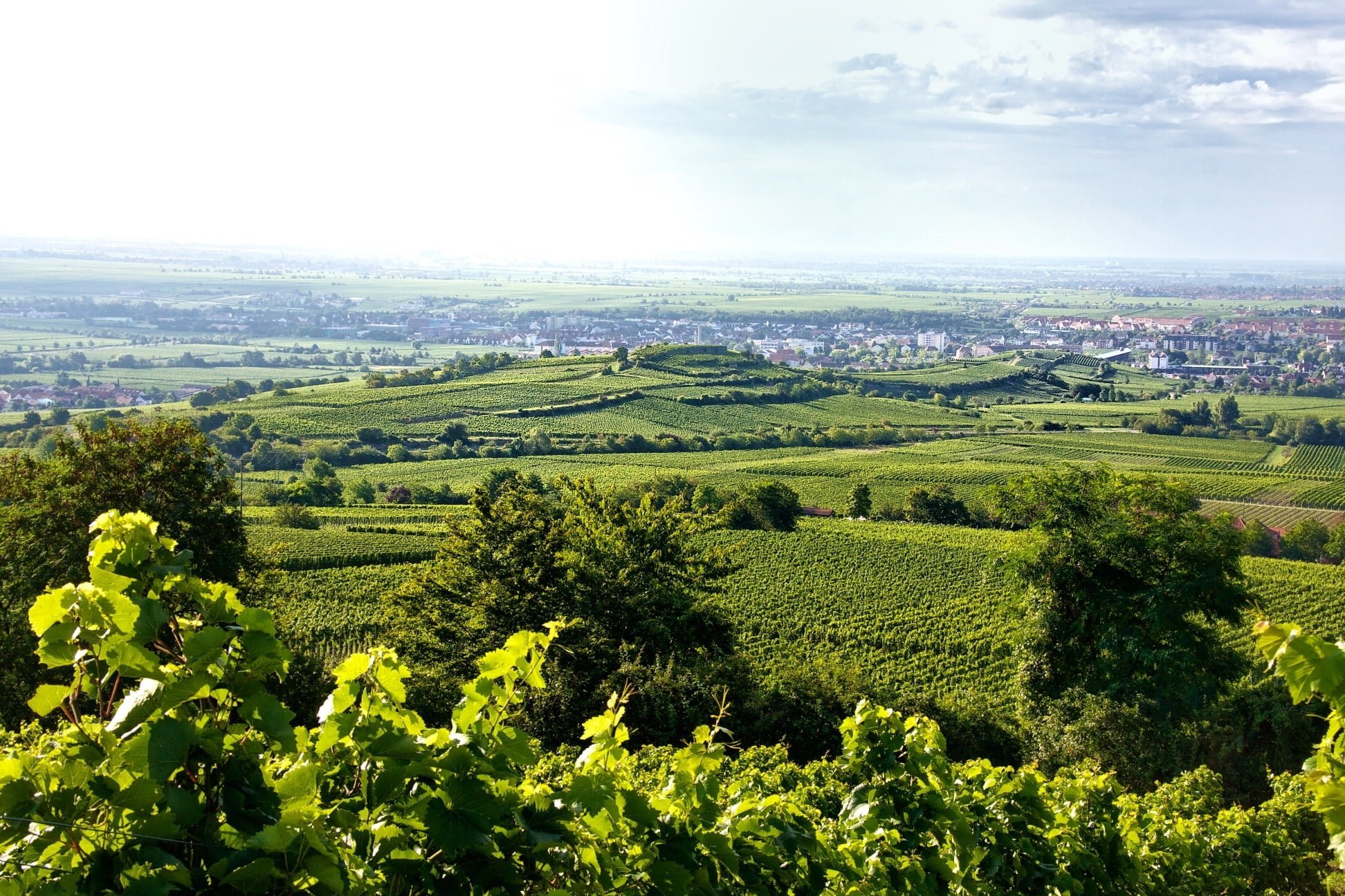 Pfalz i Tyskland stor vinproduktion nær Frankrig