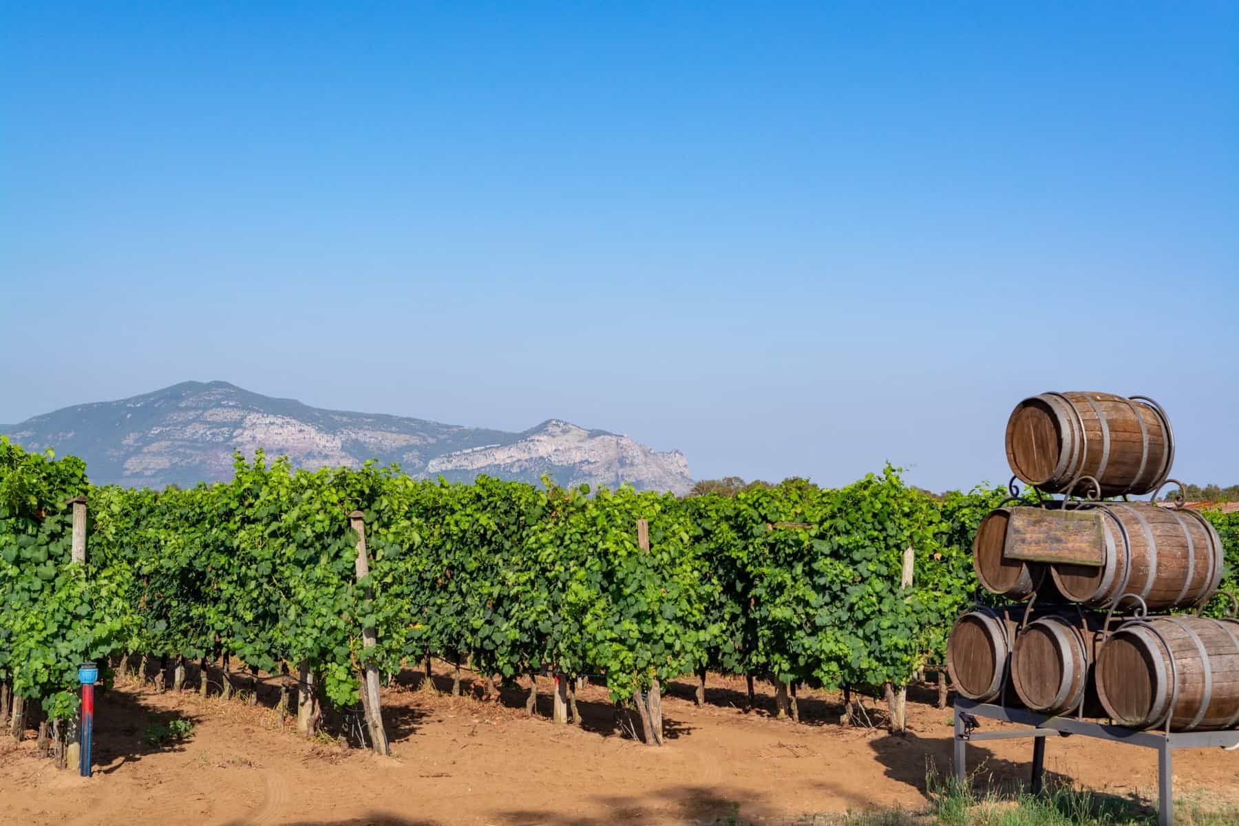 Vineyard with growing red wine grapes in Lazio, Italy