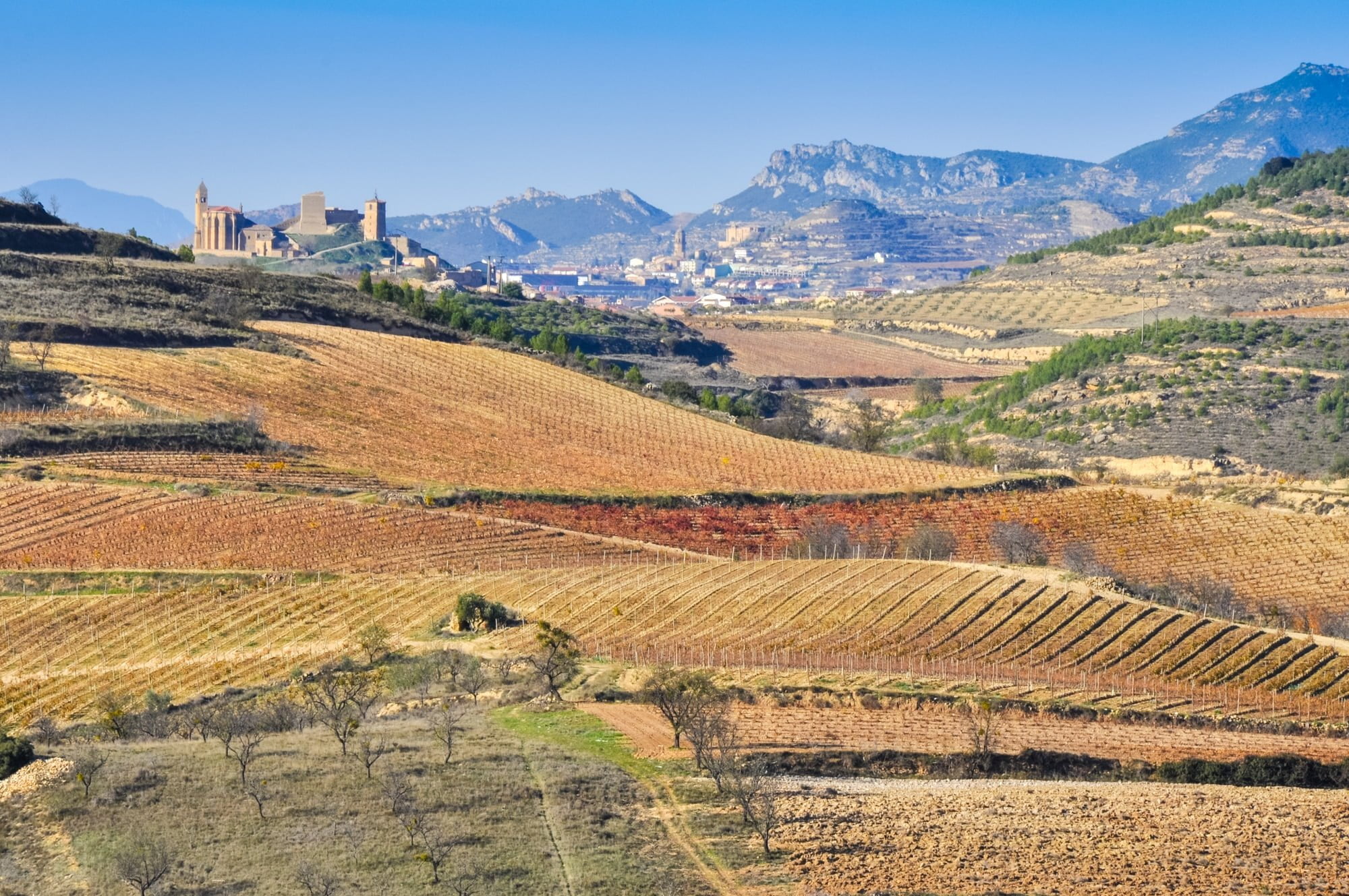 Vineyards, San Vicente de la Sonsierra as background, La Rioja. Castilla y Lyon