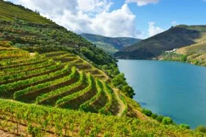 vinho verde