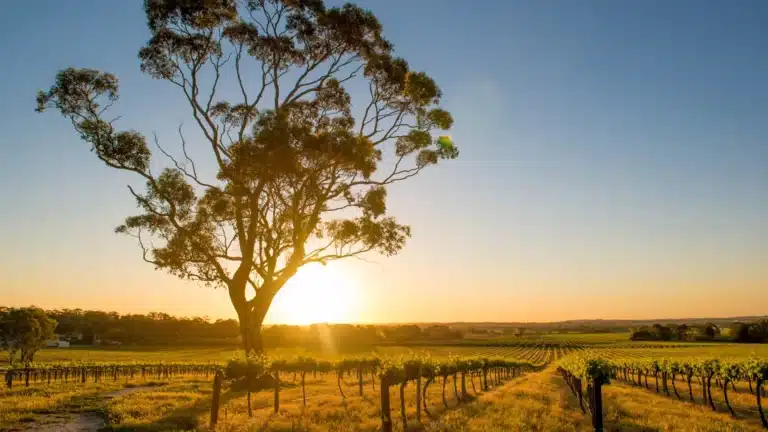 barossa-valley