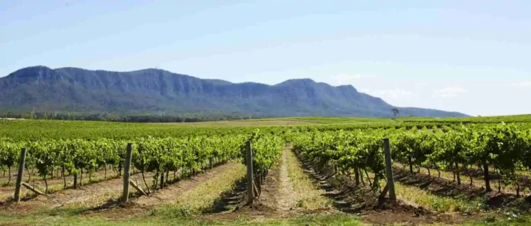 Hunter Valley er en af Australiens ældste og mest berømte vinregioner