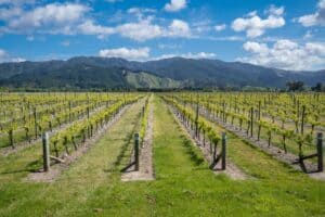marlborough