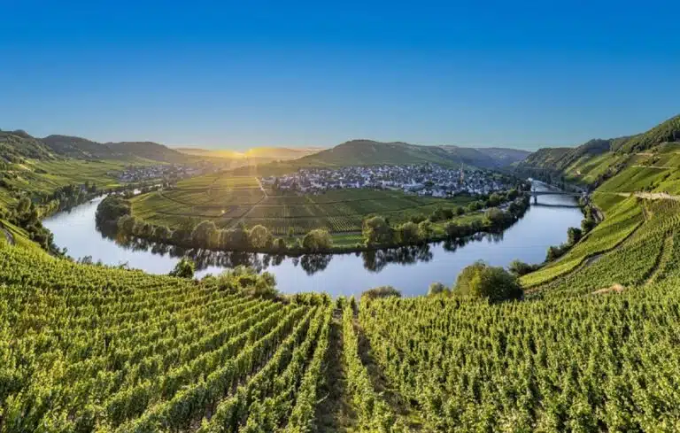 mosel vine