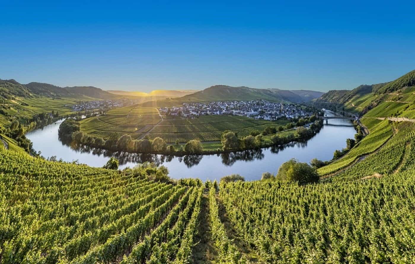 mosel vine