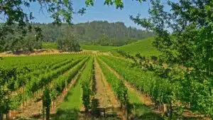 sonoma_county