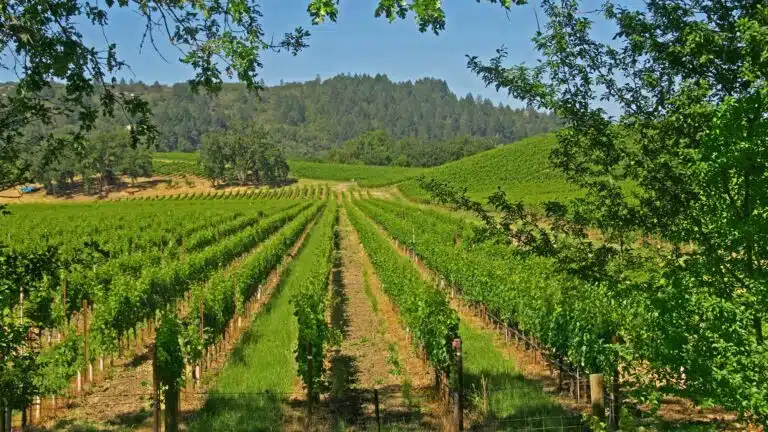 sonoma_county