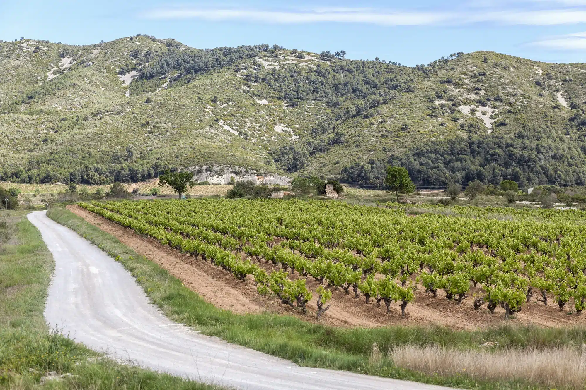 Cava Landscape with vineyards in Penedes zone,Catalonia,Spain.