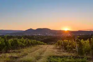Eger er en velrenommeret vinregion