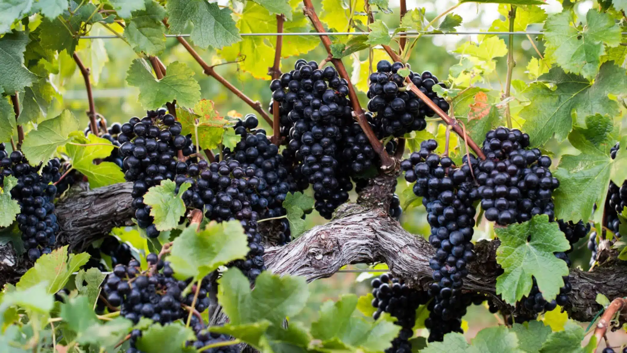 Petit Verdot er en mørkblå vindruesort