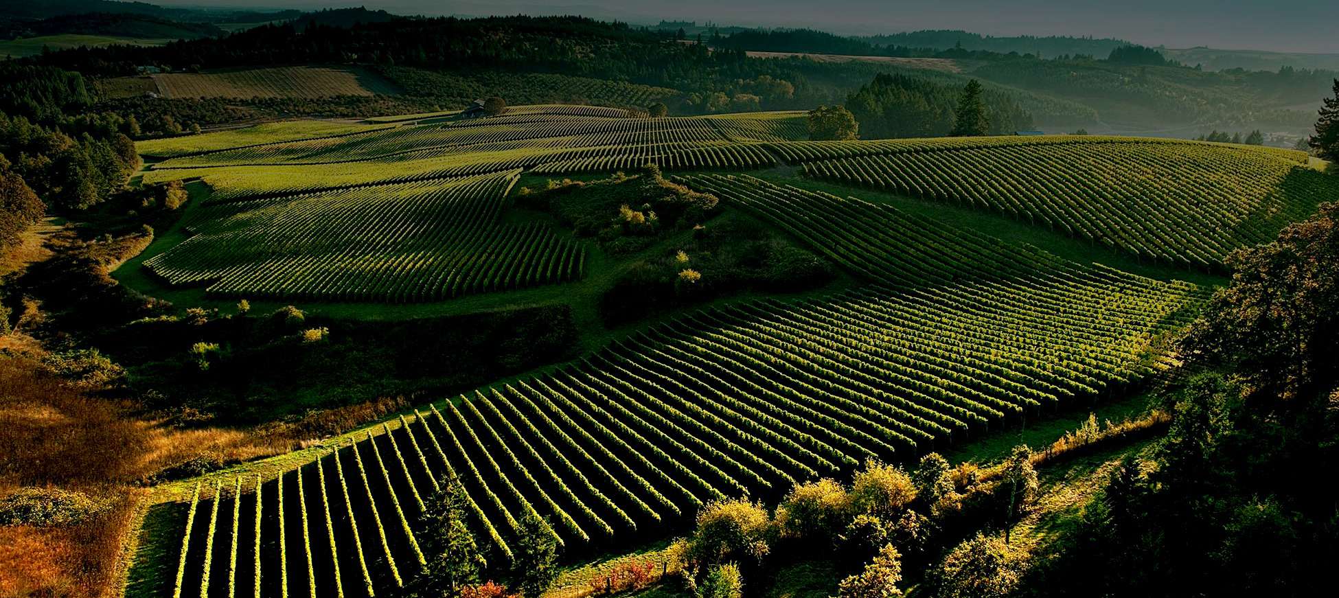 Ungarn er et vinproducerende land med en lang historie