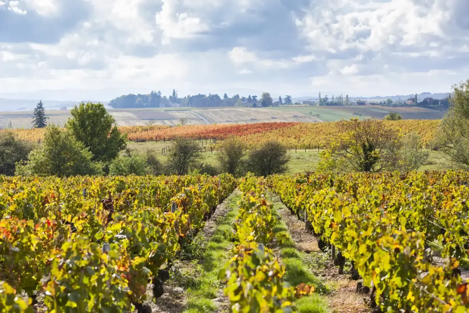 10 Grand Cru i Beaujolais. vineyards of Beaujolais, Rhone-Alpes, France