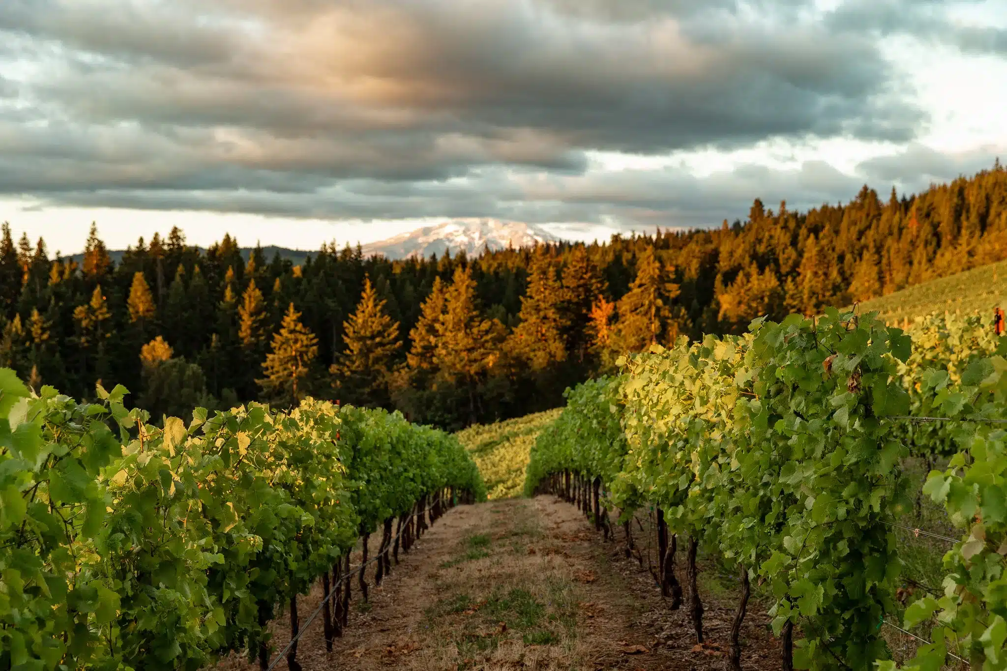 Columbia Valley er en fremtrædende vinregion