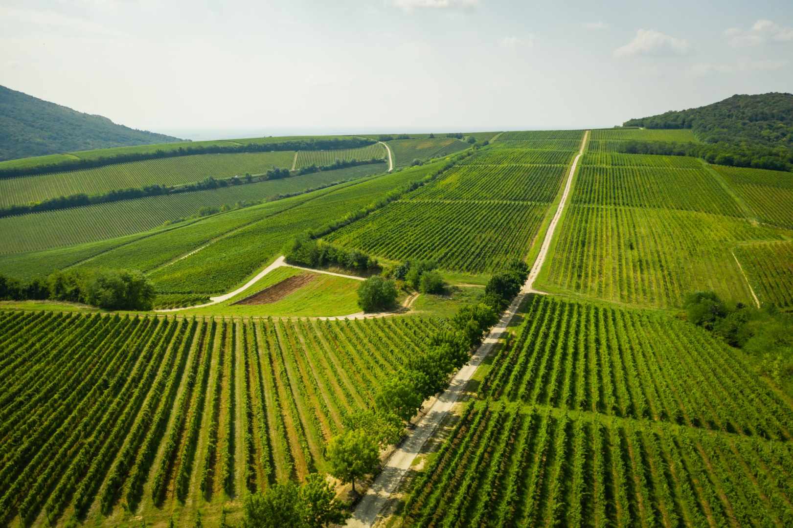 Villány er en vinregion beliggende i det sydlige Ungarn og anses for at være en af landets bedste vinregioner