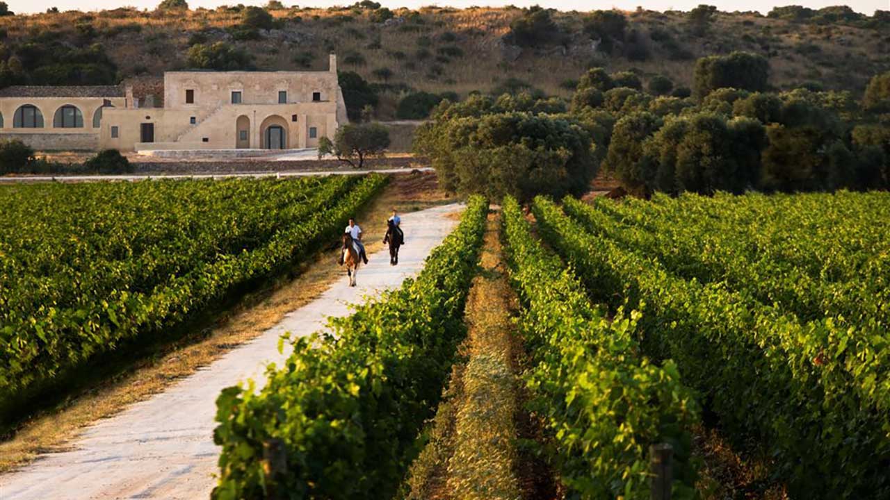Vine fra Apulien er ofte baseret på druen, som danskerne elsker; Primitivo