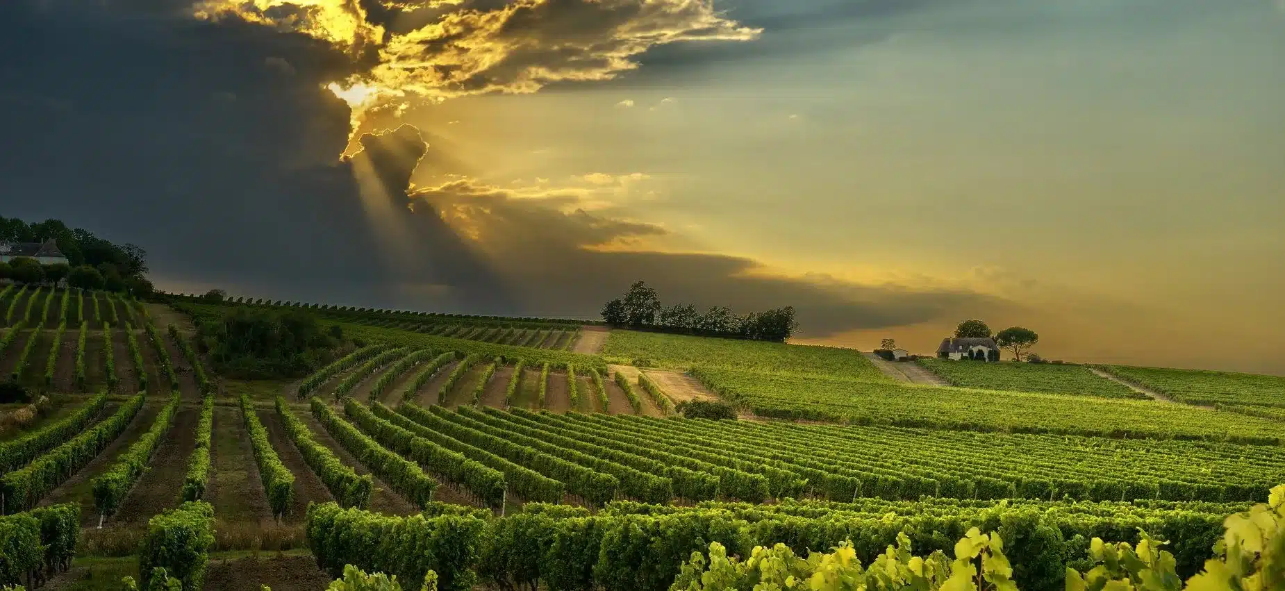Vine fra Bergerac er velkendte og et stort vinproducerende område med 1200 producenter.