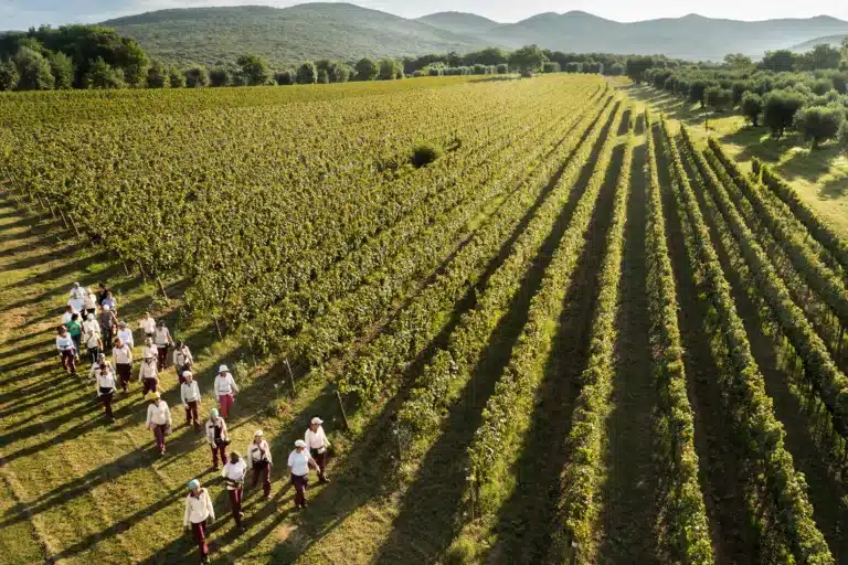 Guado al Tasso fra Bolgheri, wine region