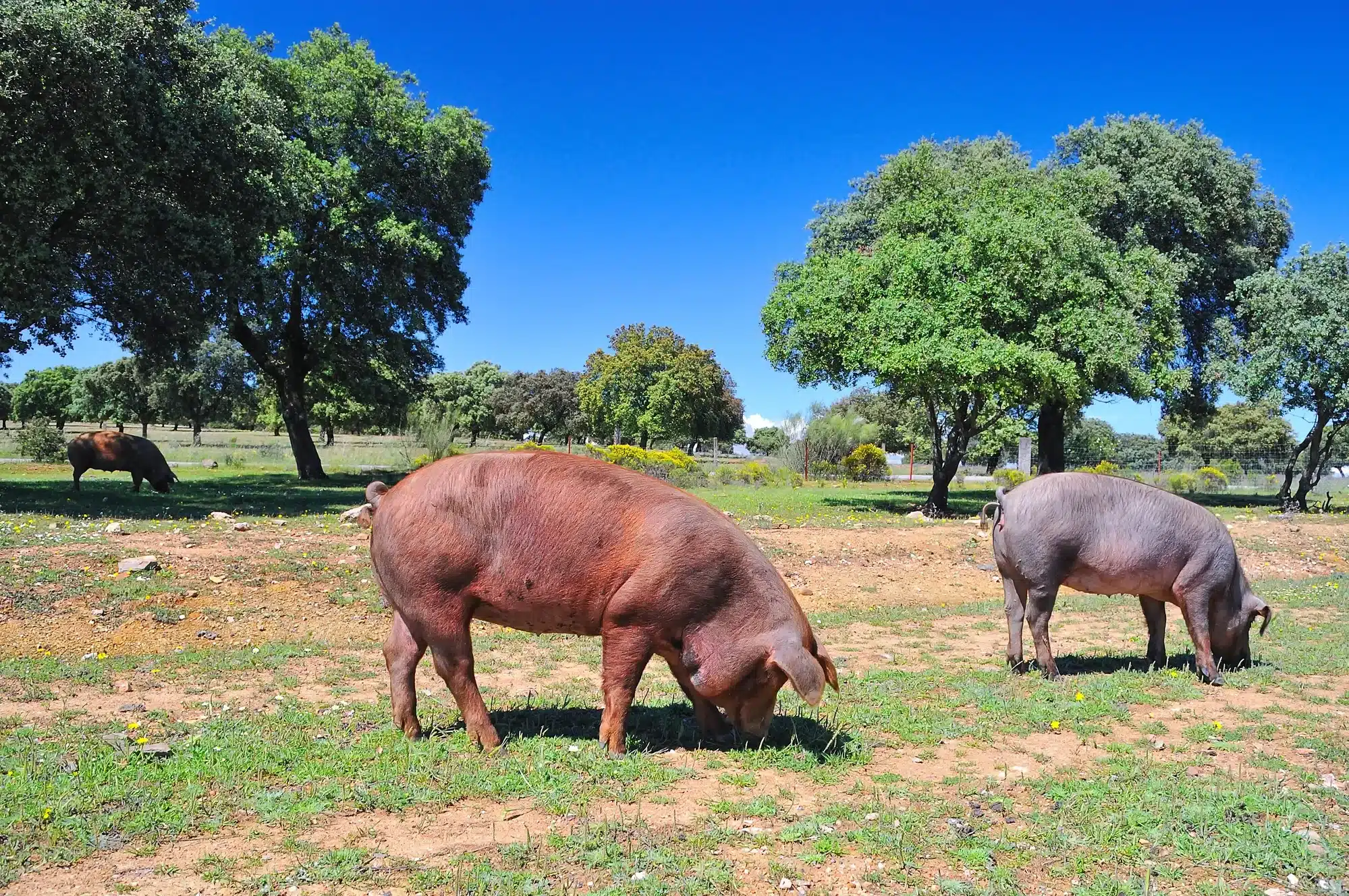 Iberiske grise spiser agern