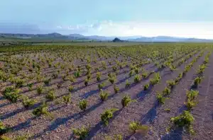 Jumilla er en vin DO titel af Murcia, en lille region ved middelhavskysten i det sydøstlige Spanien