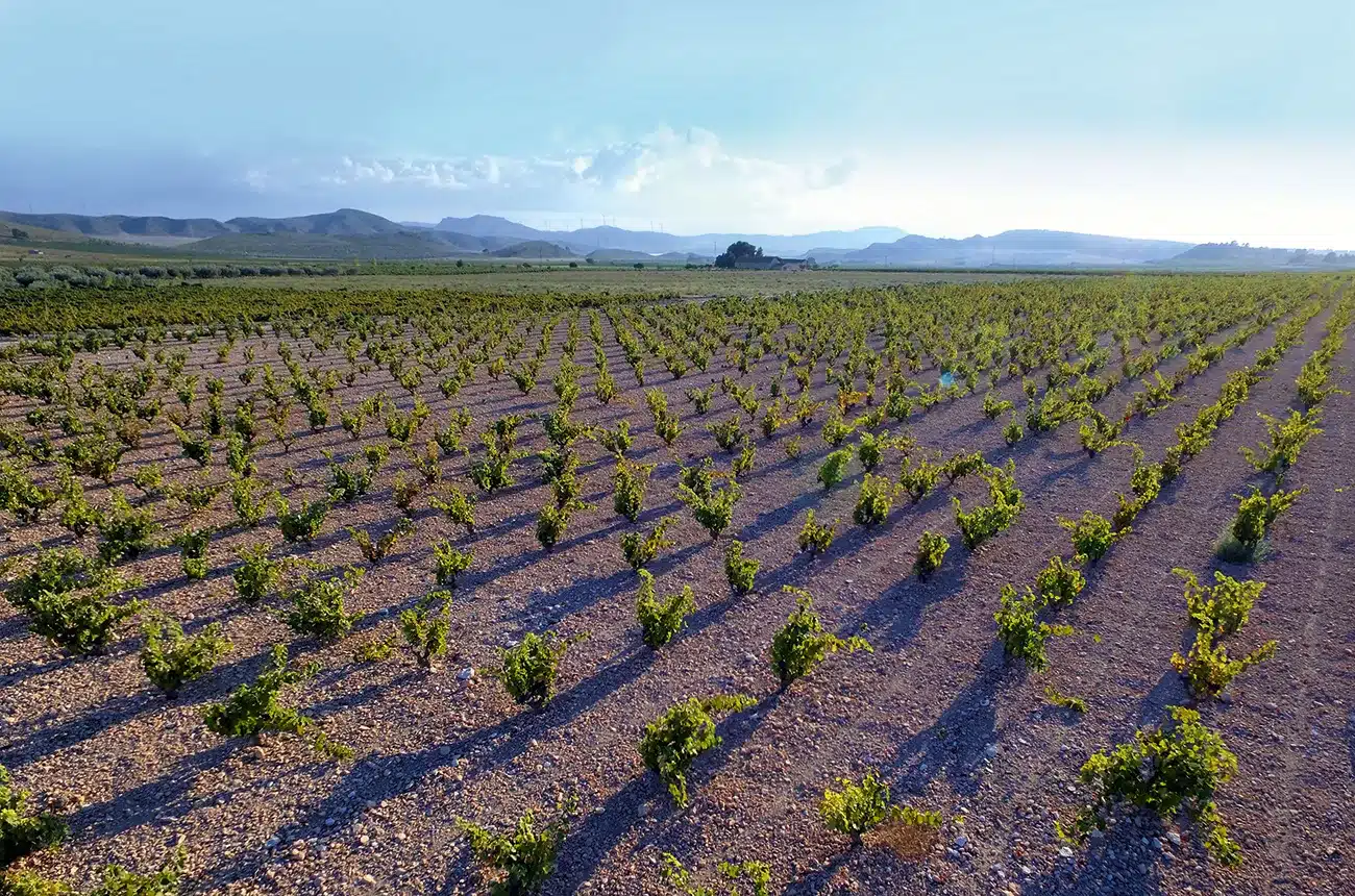 Jumilla er en vin DO titel af Murcia, en lille region ved middelhavskysten i det sydøstlige Spanien